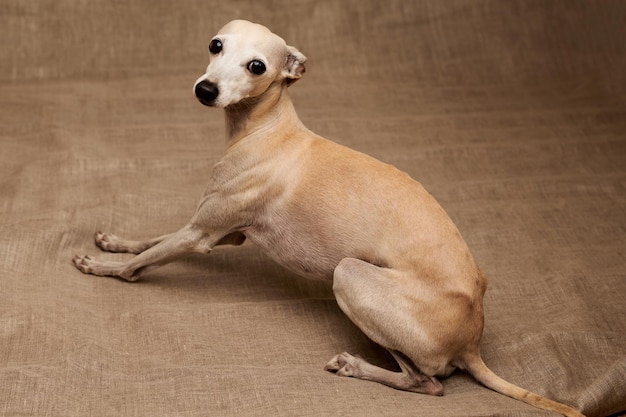 Portrait de chien mâle lévrier italien posant isolé sur fond de studio beige