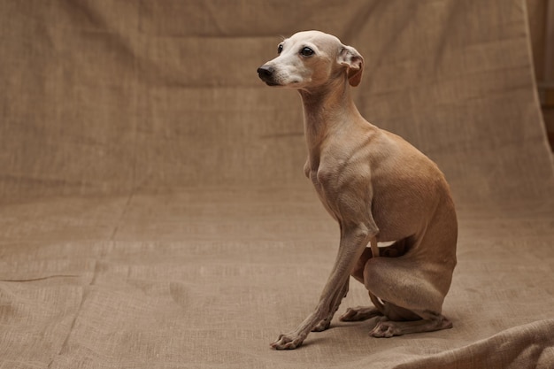 Portrait d'un chien mâle de lévrier italien posant isolé sur un fond de studio beige