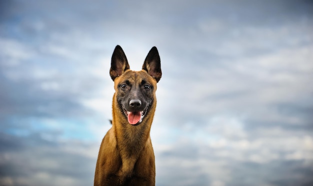 Portrait d'un chien malinois contre un ciel nuageux