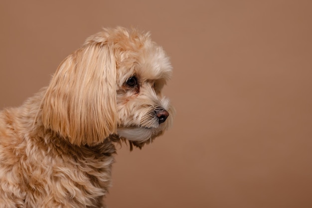 Photo portrait de chien maltipoo sur fond beige vide concept de chiens heureux