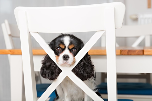 Portrait de chien mignon assis sur la chaise de cuisine