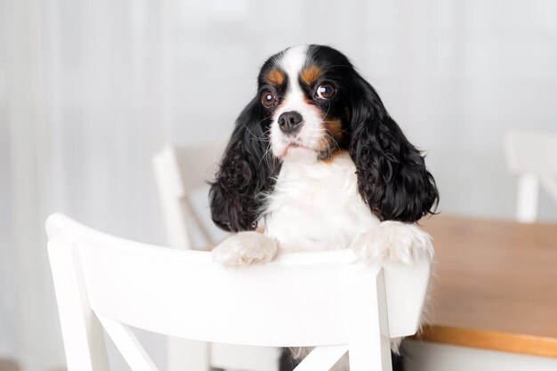 Portrait de chien mignon assis sur la chaise de cuisine