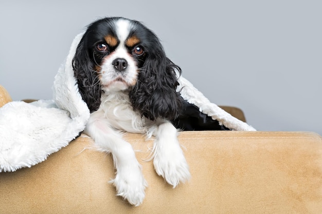 Portrait d'un chien mignon sur le canapé sous la couverture