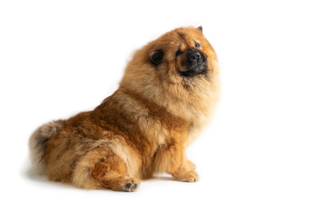 Portrait de chien mignon chow chow assis sur le sol isolé sur blanc