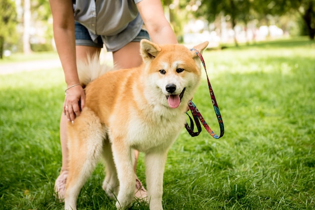 Portrait de chien mignon dans le parc