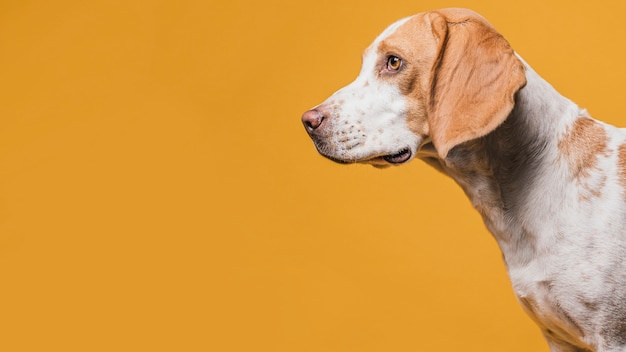 Portrait de chien mignon avec espace de copie