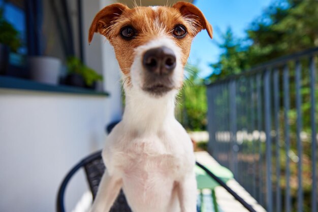 Portrait de chien mignon à l'extérieur au jour d'été