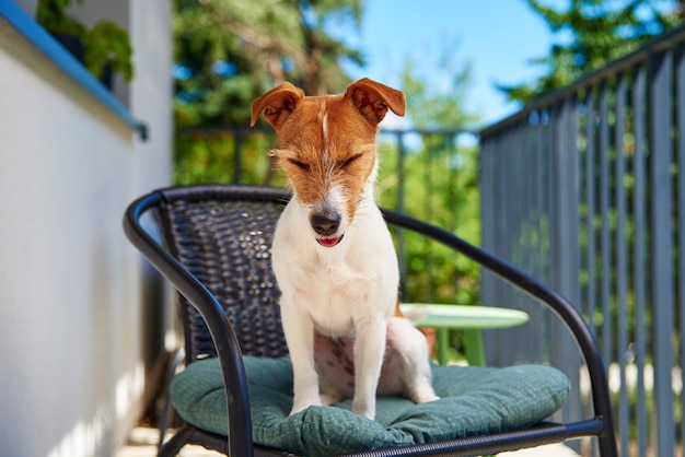 Portrait de chien mignon à l'extérieur au jour d'été