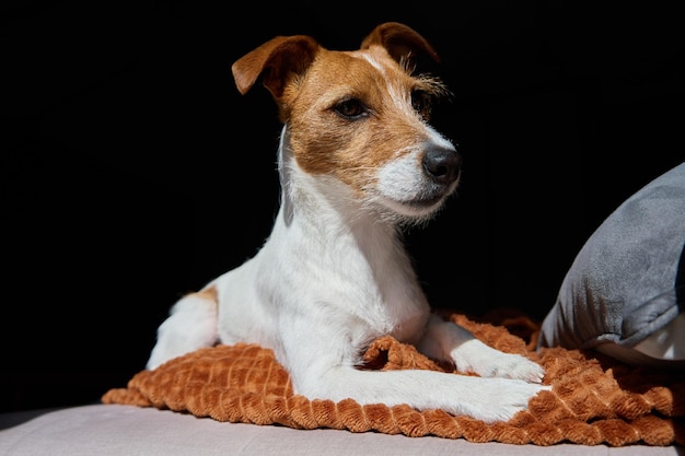 Portrait de chien mignon sur fond noir