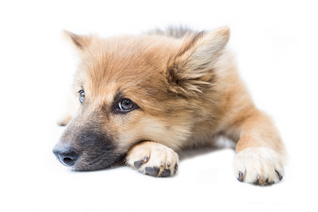 Un portrait d&#39;un chien mignon, isolé sur fond blanc