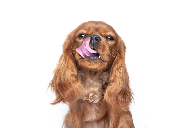 Portrait de chien mignon avec langue isolé sur fond blanc