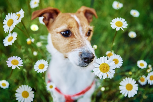 Portrait de chien mignon sur le pré d'été avec de l'herbe verte