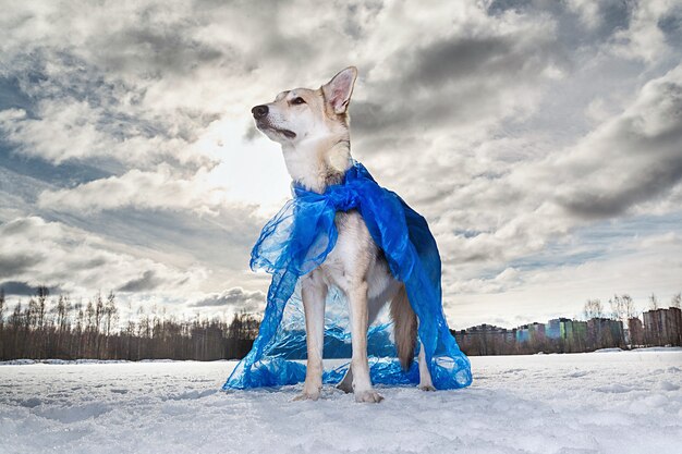 Portrait d'un chien mignon se tenant sur la neige dans le bleu sur le cap de Superman regardant l'asode