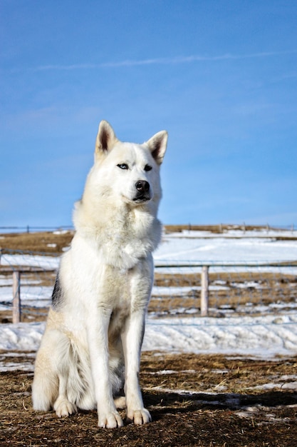 Photo portrait d'un chien sur la neige