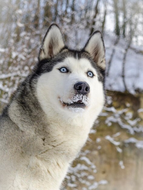 Photo portrait de chien sur la neige