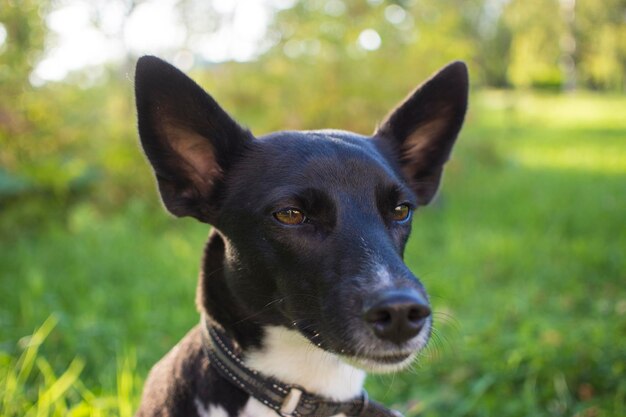 Portrait d'un chien noir et blanc dans un parc