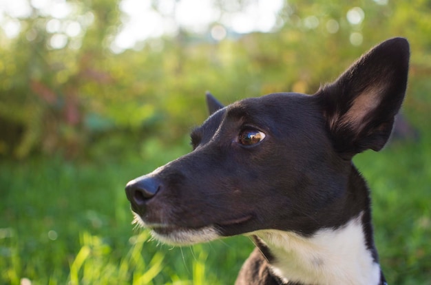 Portrait d'un chien noir et blanc dans un parc