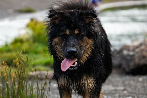 Photo portrait d'un chien noir sur le champ