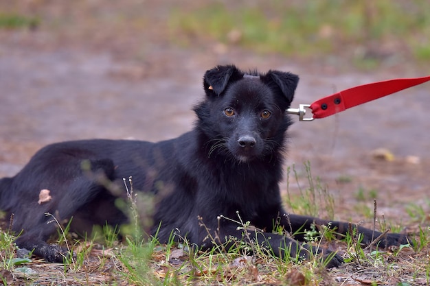 Photo portrait d'un chien noir sur le champ