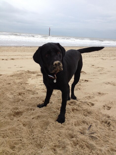 Photo portrait d'un chien noir debout sur la plage