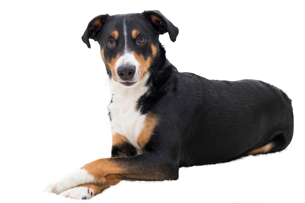 Portrait d'un chien noir sur un fond blanc