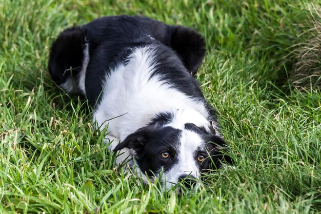 Photo portrait d'un chien noir sur l'herbe