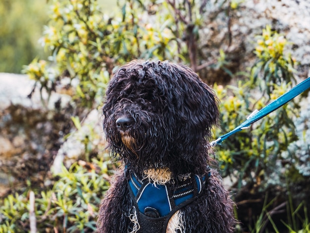 Portrait d'un chien noir laineux dans le parc. Chien avec un harnais bleu et une laisse à l'écart.