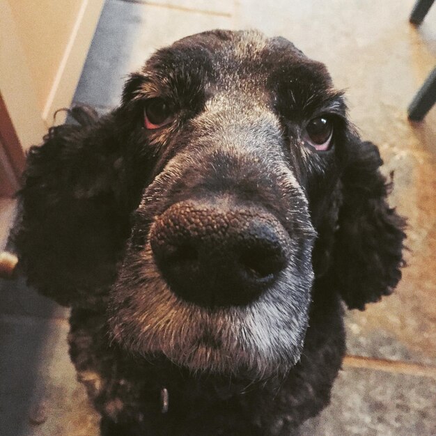 Photo portrait de chien noir à la maison