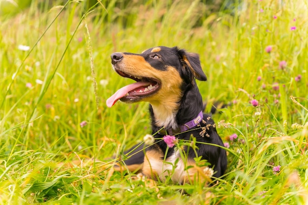 Portrait d'un chien noir et marron assis un jour de printemps ensoleillé dans un pré de fleurs avec sa bouche ouverte et sa langue pendante Border Collie Pitbull et Boxer Mix Puppy Dog