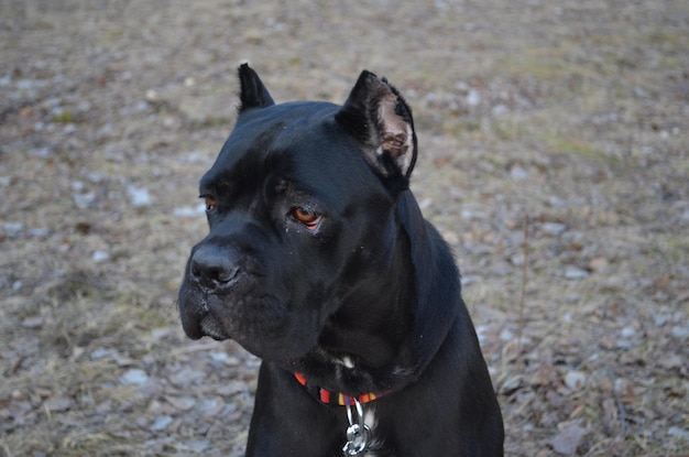 Photo portrait d'un chien noir de la race cane corso en promenade