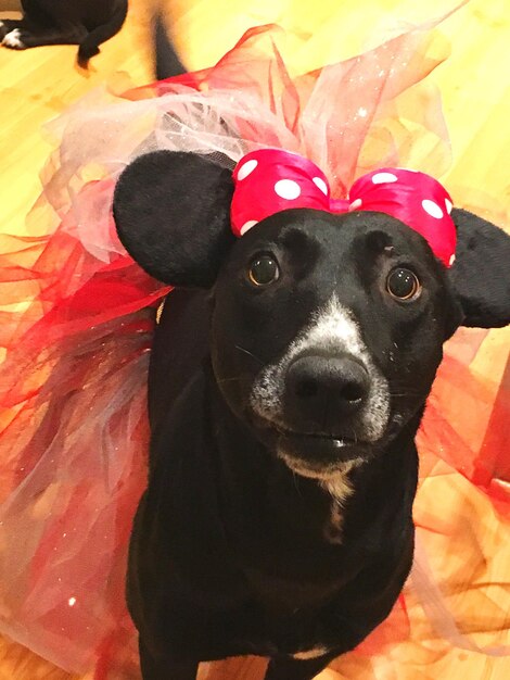 Portrait de chien noir en tutu à la maison