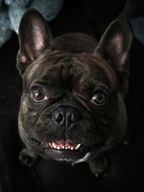 Portrait d'un chien noir