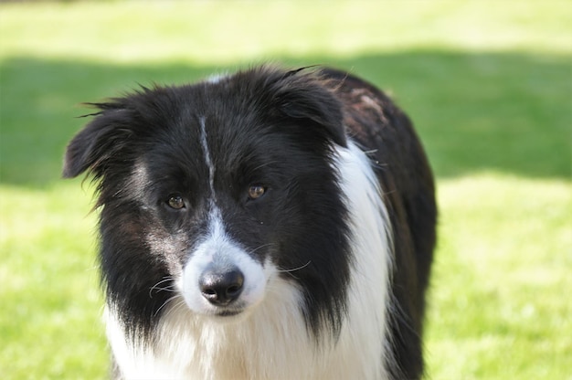 Photo portrait d'un chien noir