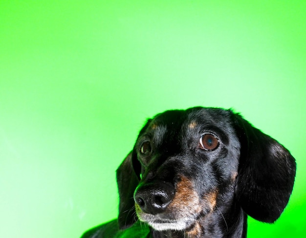 Portrait d'un chien noir