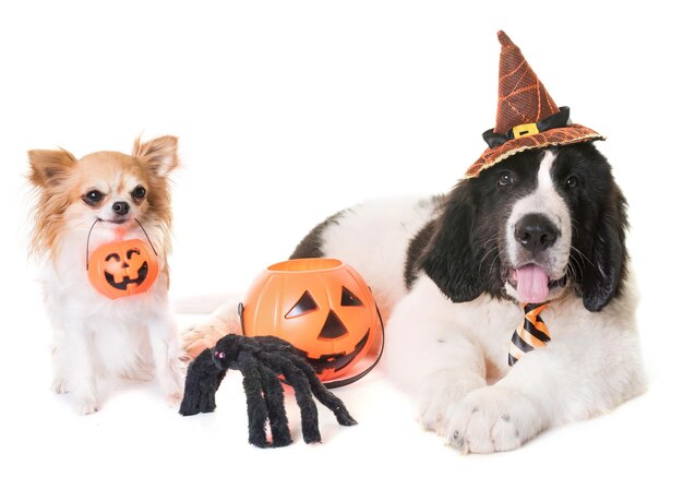 Portrait d'un chien sur le paysage pendant Halloween