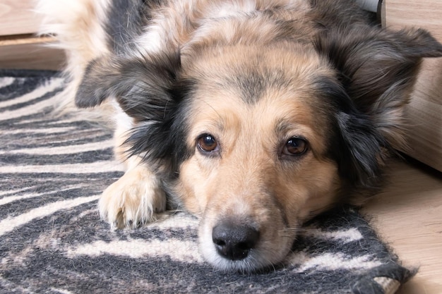 Portrait de chien pelucheux gris domestique