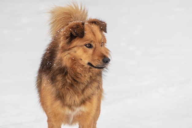 Portrait d'un chien pelucheux en hiver dans la neige