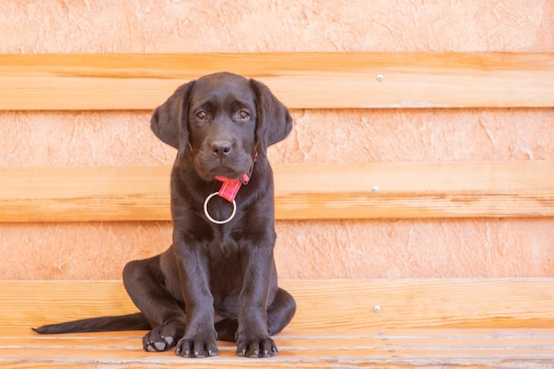 Portrait d'un chien Un petit chiot labrador noir est assis sur un banc