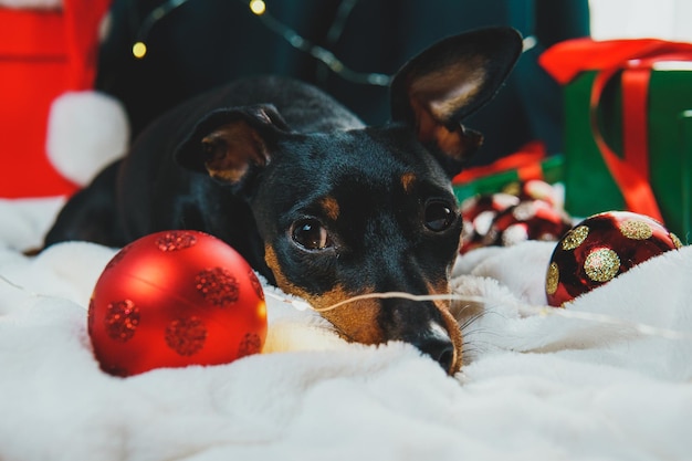 Portrait d'un chien pinscher nain drôle jouant avec une boule de Noël autour de coffrets cadeaux