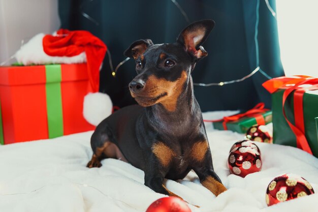 Portrait d'un chien pinscher nain drôle jouant avec une boule de Noël autour de coffrets cadeaux