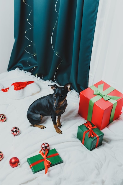 Portrait d'un chien pinscher nain drôle jouant avec une boule de Noël autour de coffrets cadeaux