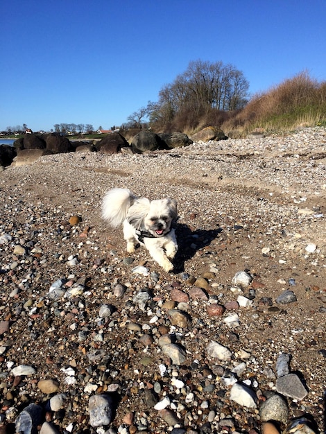 Photo portrait d'un chien sur la plage