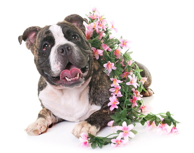 Photo portrait de chien avec des plantes assises sur un fond blanc