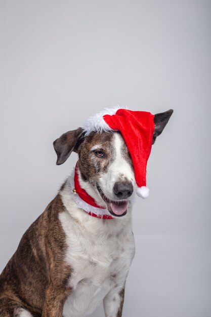 Photo portrait de chien podenco avec un chapeau de noël sur blanc