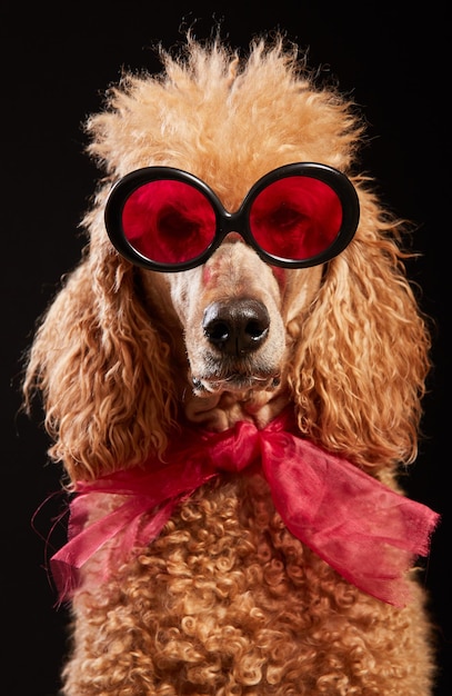 Portrait d'un chien portant des lunettes de soleil