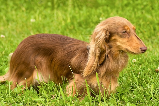 Portrait d'un chien pour une promenadeclose up