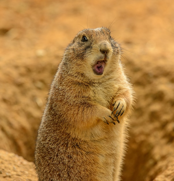 Portrait de chien de prairie (Cynomys ludovicianus) avec la bouche ouverte à la surprise