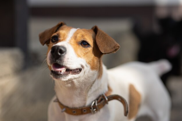 Portrait de chien près de la maison, Jack Russell