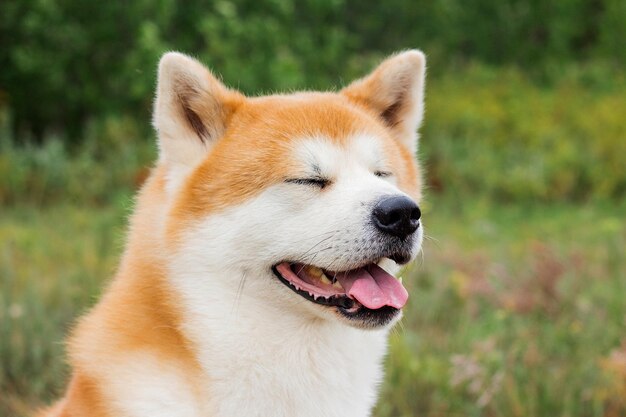 Portrait de chien pur-sang japonais Akita inu