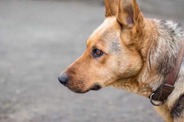 Portrait d'un chien pur-sang